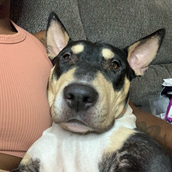 Meet your Posher, Cici - Picture 5 of 5